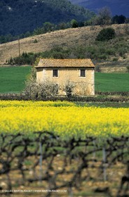 Alpilles (FRA,13), Champs de colza
