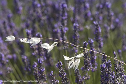 13 08 2007 - Valensole (04) - lavender fields on Valensole plateau