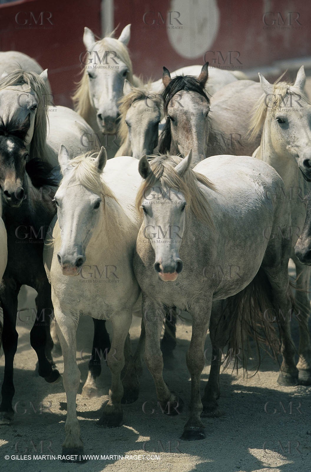2000-2010- Arles - Les Saintes Maries de la mer (FRA,13) - Camargue horses