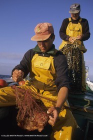 Pêche, barques, pointus, pêcheurs