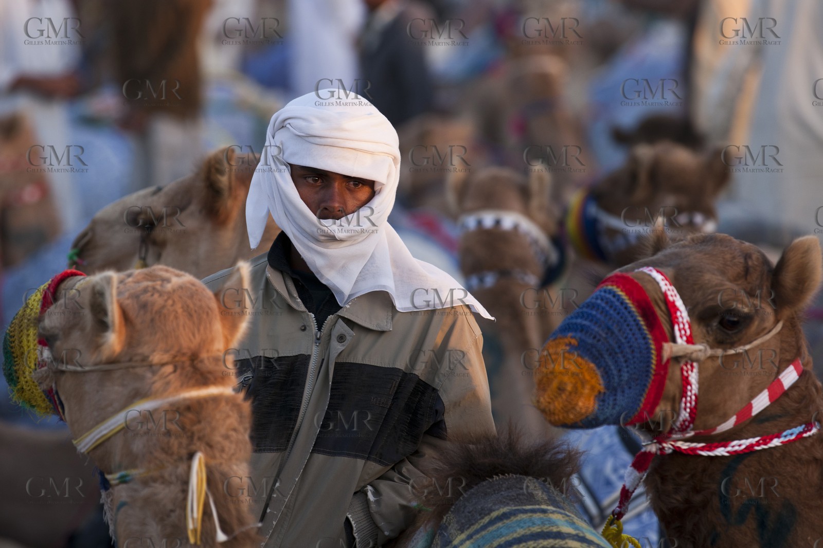 20 11 2010 - Dubai (UAE) - Camel races