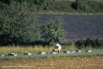 France, Provence, Apiculture