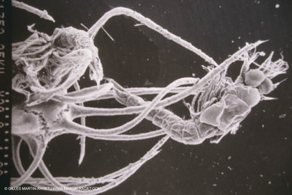 France, Provence, Marseille, Station Marine d'Endoume, centre de recherche Océacnographique