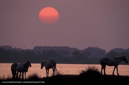 Camargue horses