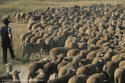 Saint Rémy de Provence (FRA,13) - Fête de la Transhumance