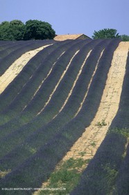Lavander fields
