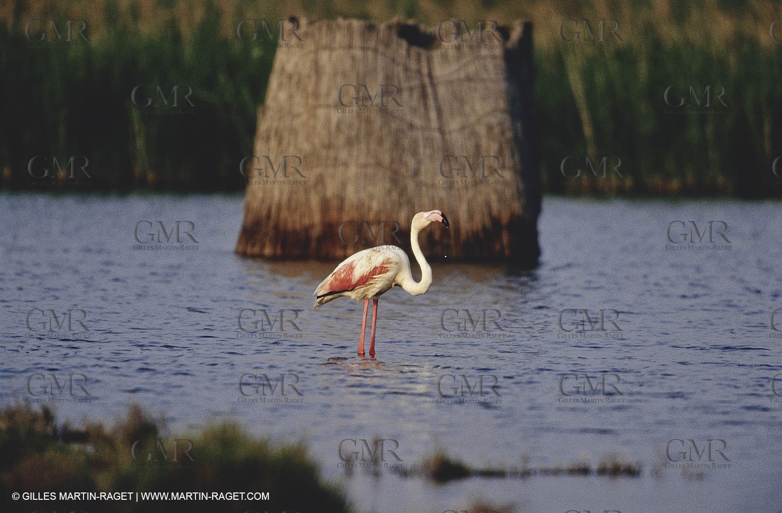 Camargue (FRA,13) - Flamingos in the Camargue