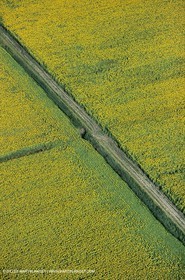 Paysages des Alpilles