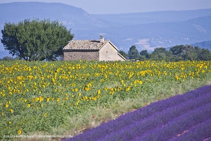27 06 2011 - Valensole (FRA, 04) - Champs de lavande