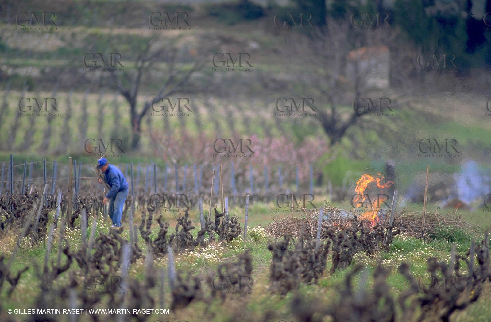 Wine - vineyards - Harvest