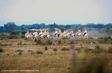 Camargue horses and bulls breeding