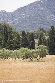 24 Juin 2008 - Saint Rémy de Provence (FRA-13) - Paysage des Alpilles
