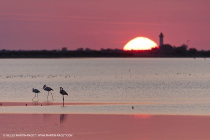 19 04 2011 - Arles (FRA,13) - Flamants roses à proximité du phare de la Gacholle