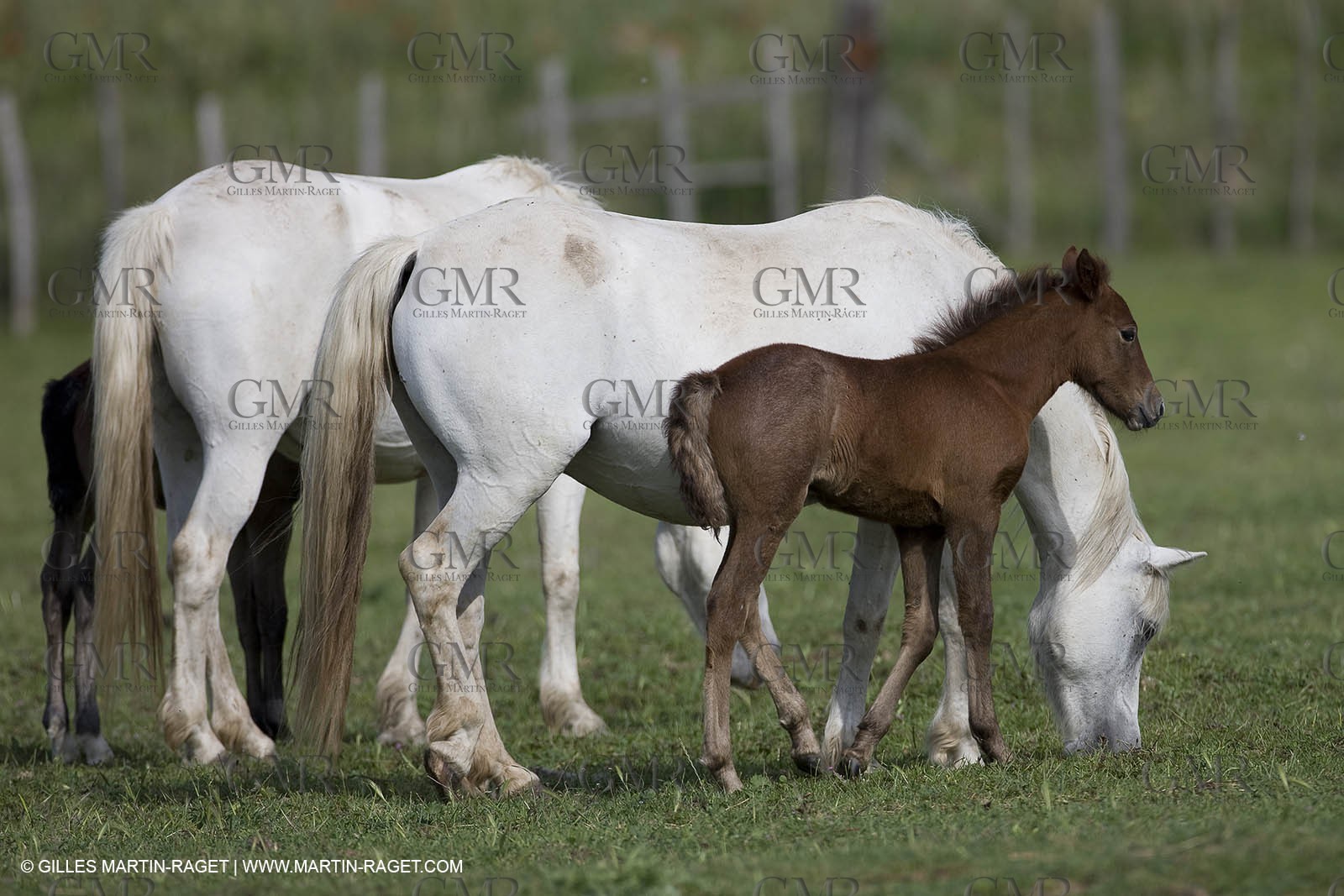 07 05 2008 - Le Cailar (FRA,30) - Stock work at Mas du Pont de Laute domain