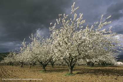 France, Provence, Arbres fruitiers en fleur   Spring bloom