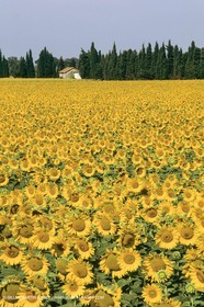 France, Provence, Champs de tournesols