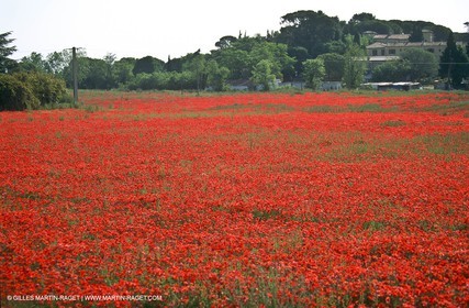 France - Languedoc-Roussillon - Paysages de Nîmes Métropole - Costières