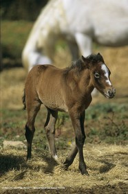 France, Provence, Camargue, chevaux   Horses
