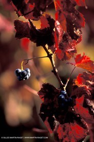 Wine - vineyards - Harvest