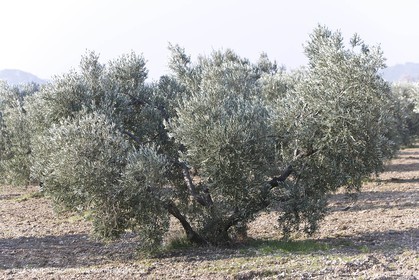 16 02 2008 - Les Baux de Provence (FRA, 13) - Paysages des Alpilles
