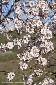 09 02 2008 - Les Baux de Provence (FRA, 13) - Paysages des Alpilles