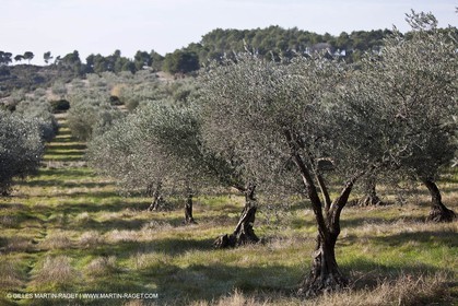 Saint Drézéry (FRA, 34), Domaine de Puech Haut
