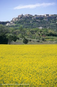 Alpilles (FRA,13), Champs de colza