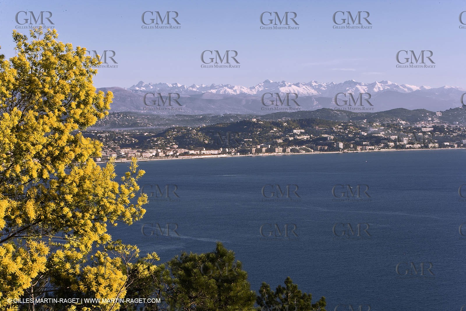 06 02 2008 - Théoule sur mer (FRA, 06) - Mimoses in full flower