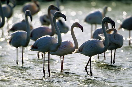 Camargue (FRA,13) - Flamants roses en Camargue