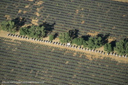 France, Provence, Lavender fields