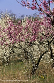Luberon, Vaucluse (FRA,84) - Arbres fruitiers en fleur