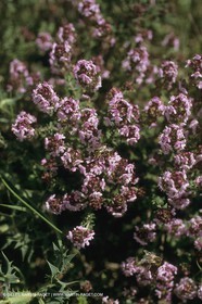 France, Provence, Champs de Coquelicots   Poppies fields