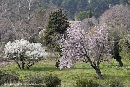 16 02 2008 - Les Baux de Provence (FRA, 13) - Alpilles hills landscapes