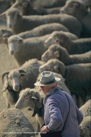 France, Provence, Moutons, bergers, élevage, transhumance