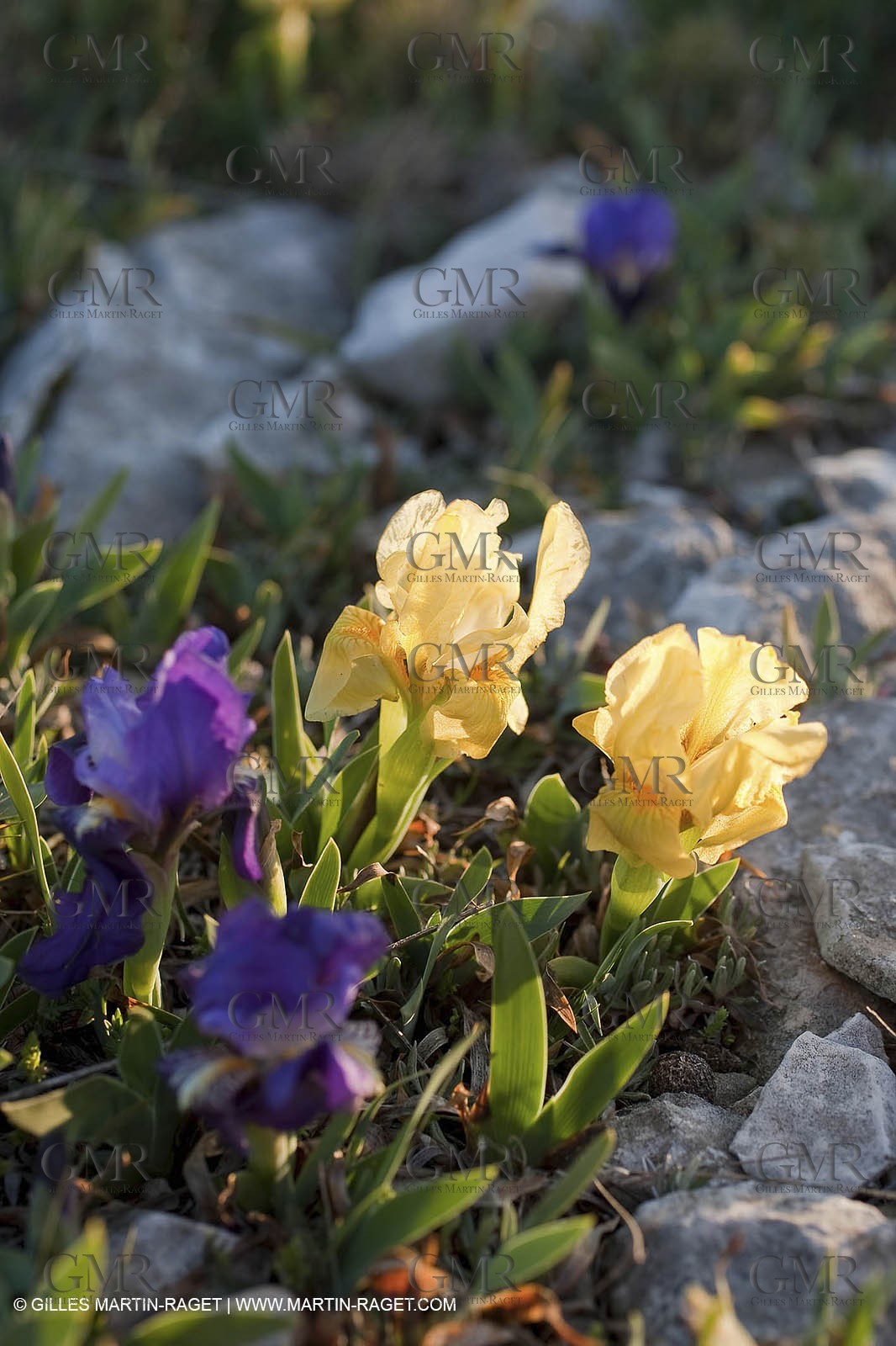 26 03 2009 - Marseille (FRA, 13) - Les Calanques - Plateau de l'Homme Mort