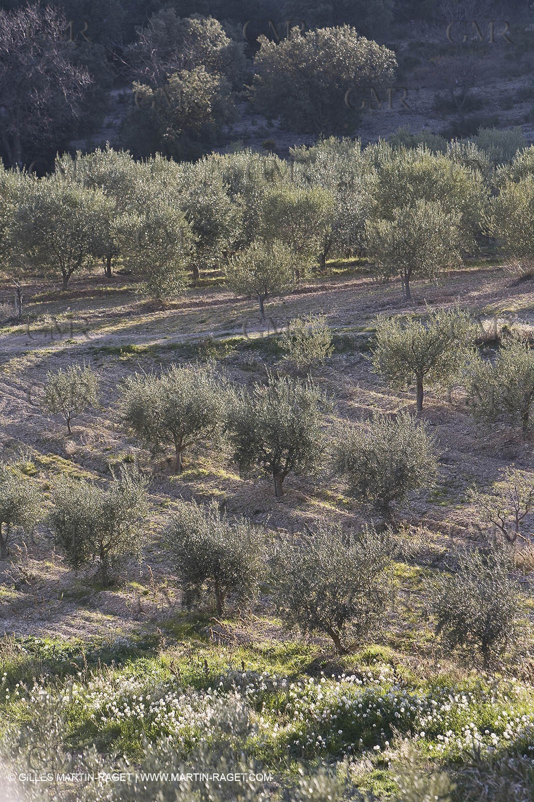 16 02 2008 - Les Baux de Provence (FRA, 13) - Alpilles hills landscapes