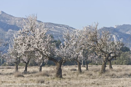 16 02 2008 - Saint Rémy de Provence (FRA, 13) - Alpilles hills landscapes