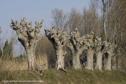 25 03 2005 - Pays d'Arles (FRA,13) - Le Midi de Van Gogh