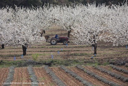 March 30th 2012 - Saint Saturnin les Apt (FRA, 84) - blooming cherry trees