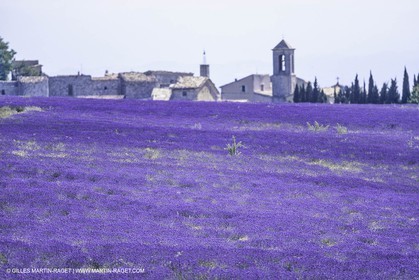 France, Provence, Lavender fields