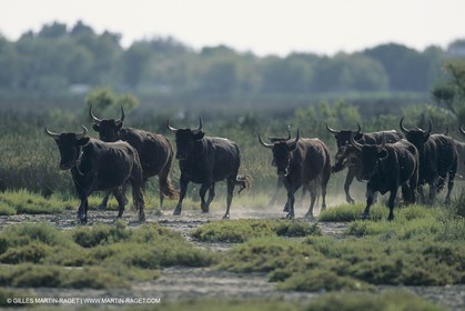 France, Provence, Camargue, Taureaux, Bulls