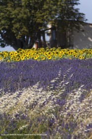 13 08 2007 - Valensole (04) - lavender fields on Valensole plateau