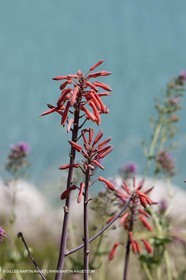 27 05 2009 - Marseille (FRA, 13) - Les Calanques - Sormiou