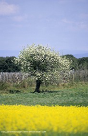 Alpilles (FRA,13), Champs de colza