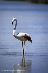 Camargue (FRA,13) - Flamants roses en Camargue