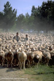 Sheeps - shepherds