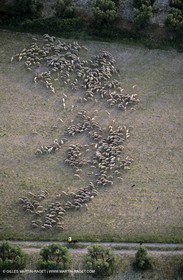 Alpilles et Montagnette, moutons dans les paturages