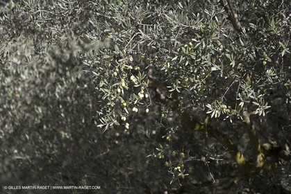 France, Provence, Oliviers, oliveraies, olive trees