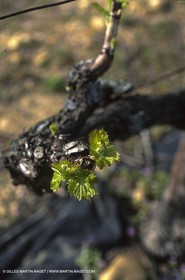 Provence, Le temps des vendanges