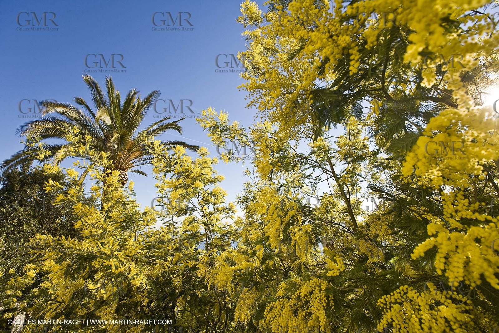 06 02 2008 - Théoule sur mer (FRA, 06) - Mimoses in full flower